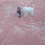 Thabiso Sibanda Sibanda